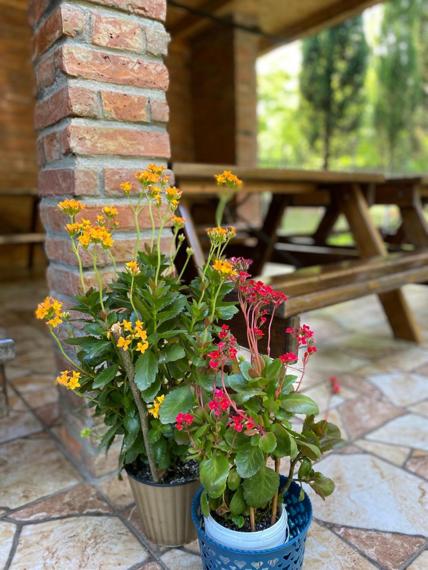 Guest House Shekvetili Екстер'єр фото
